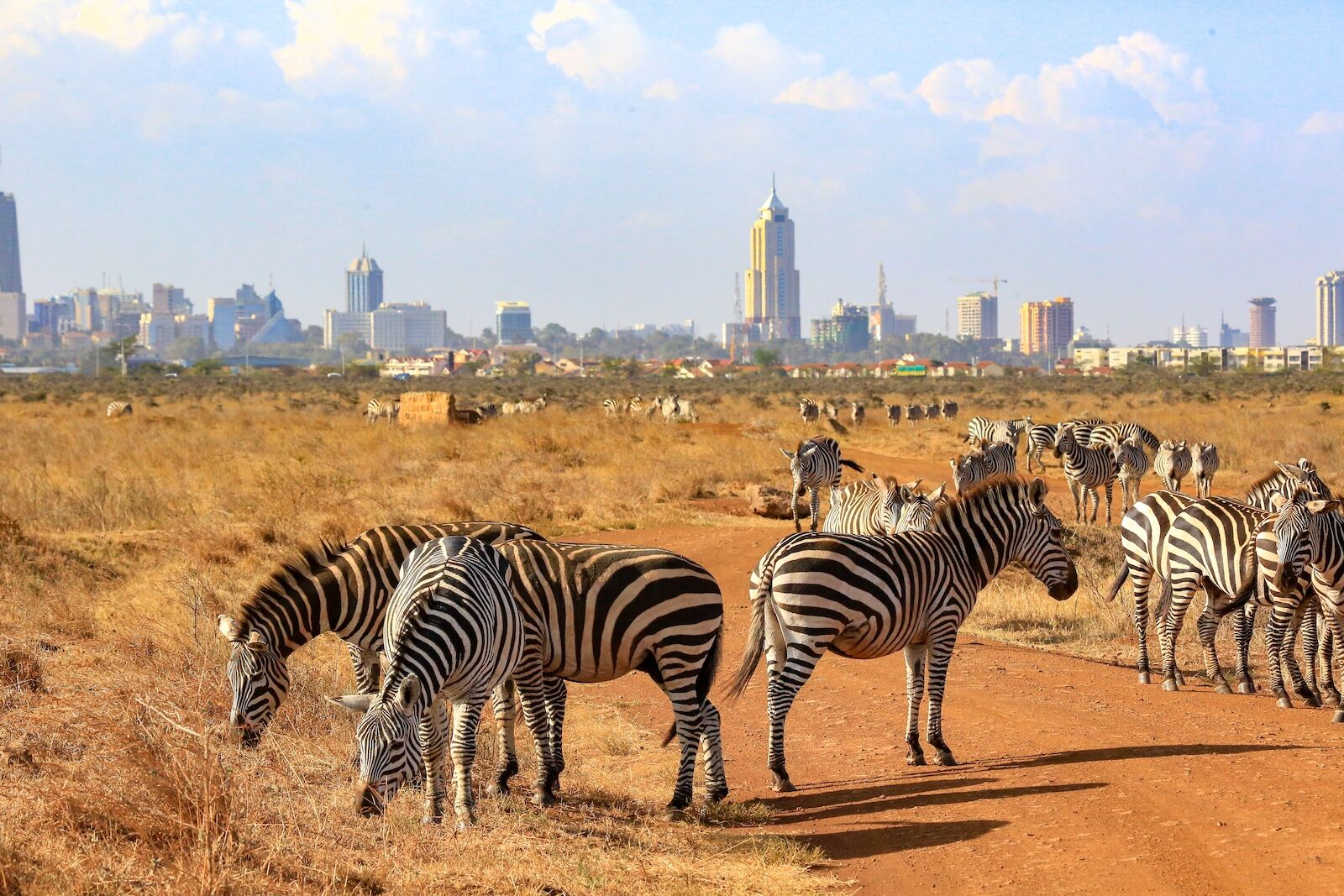 zebras in Nairobi national park