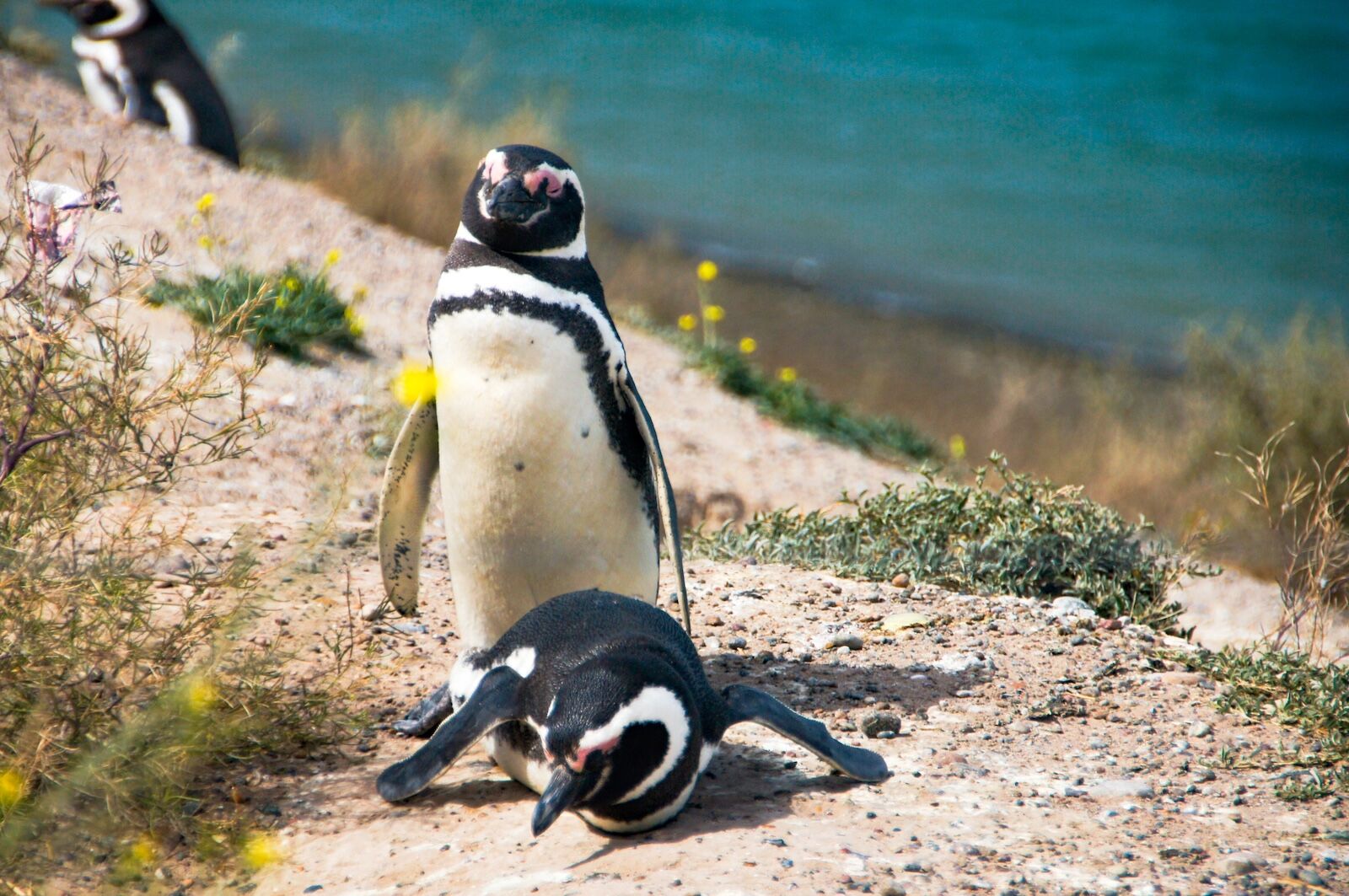 the Magellanic penguin in the Valdes Peninsula, argentine Patagonia.