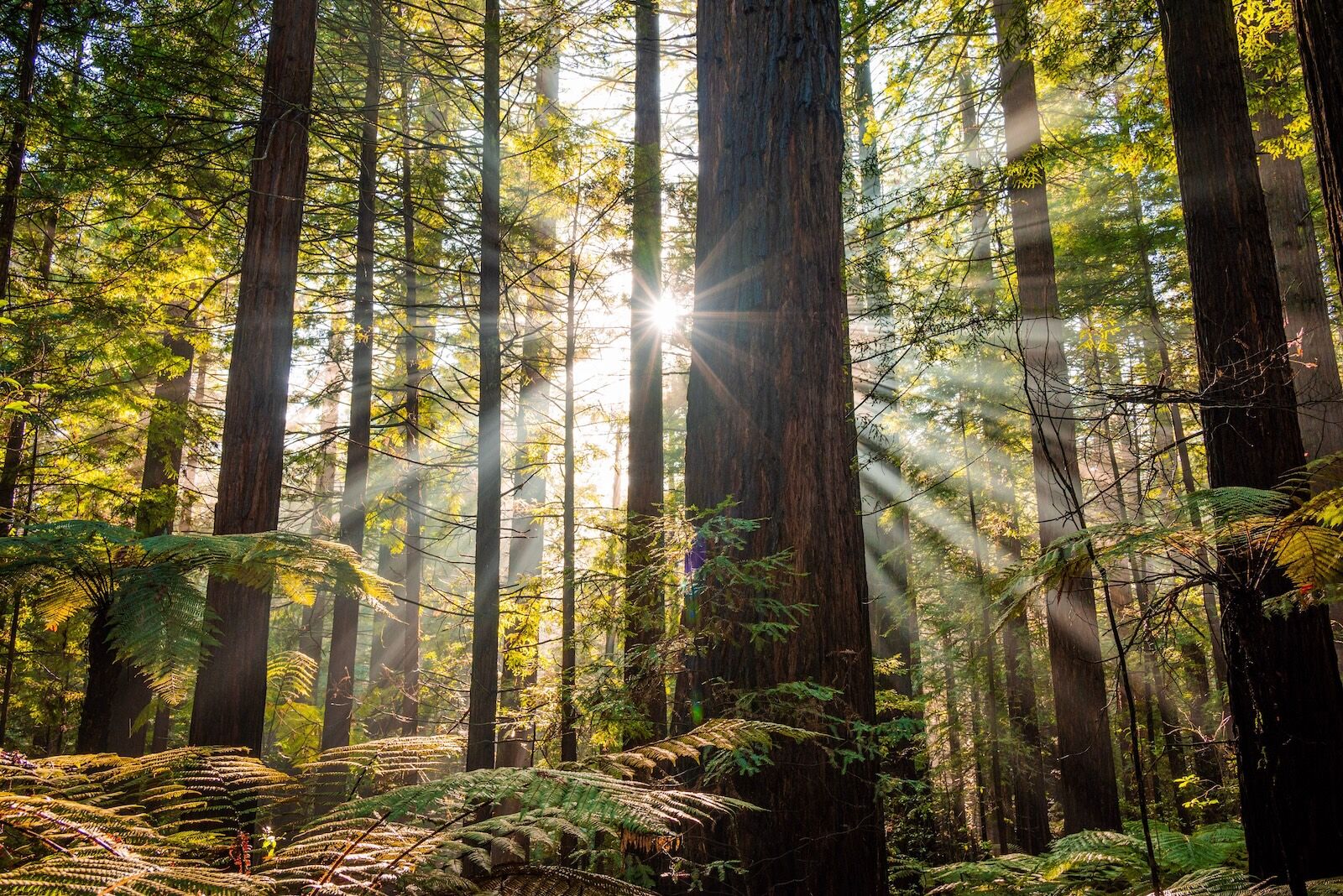 A scenic view of sunlight breaking through trees in a redwood forest in Rotorua, New Zealand