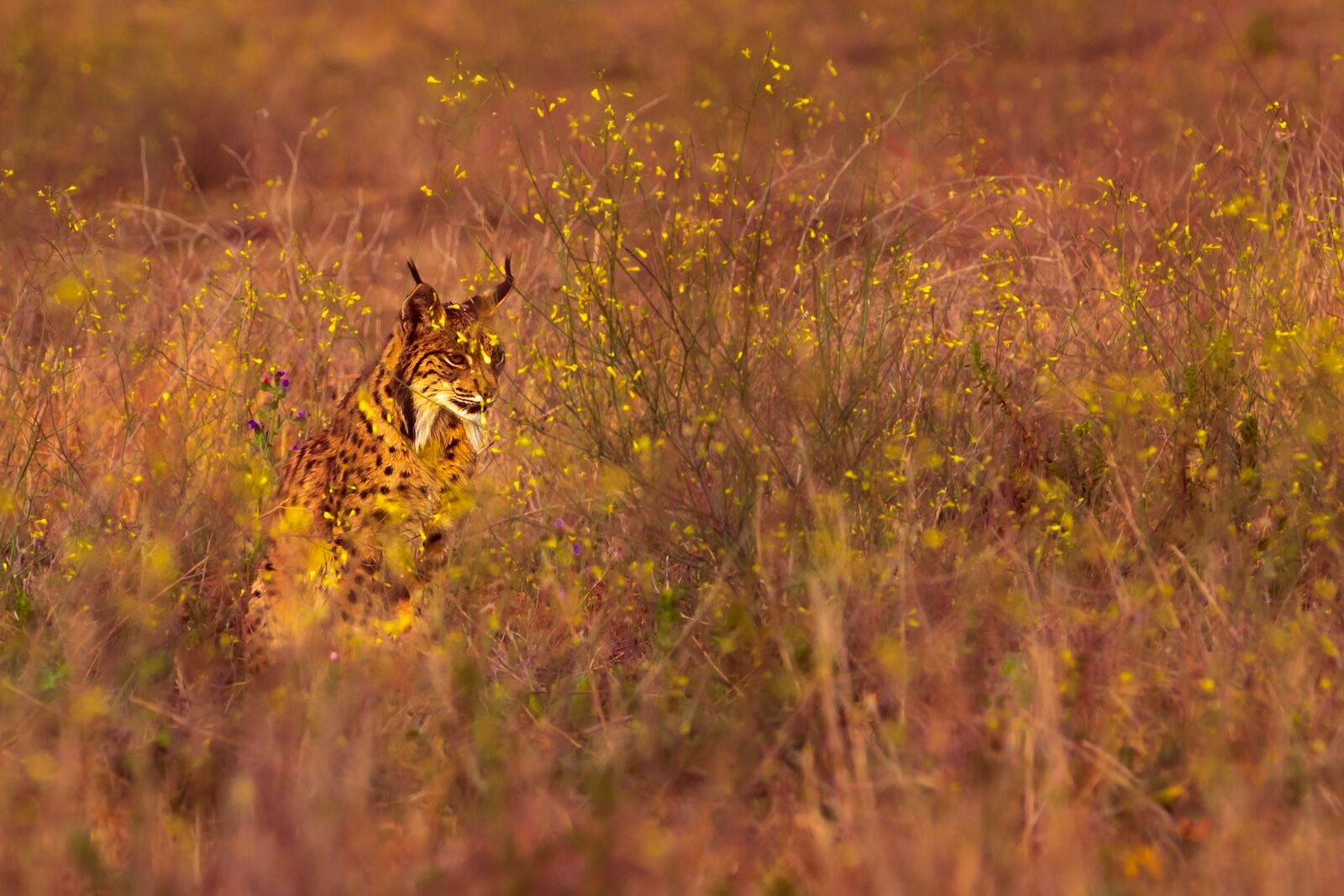 best national parks in 2026 - donana national park lynx
