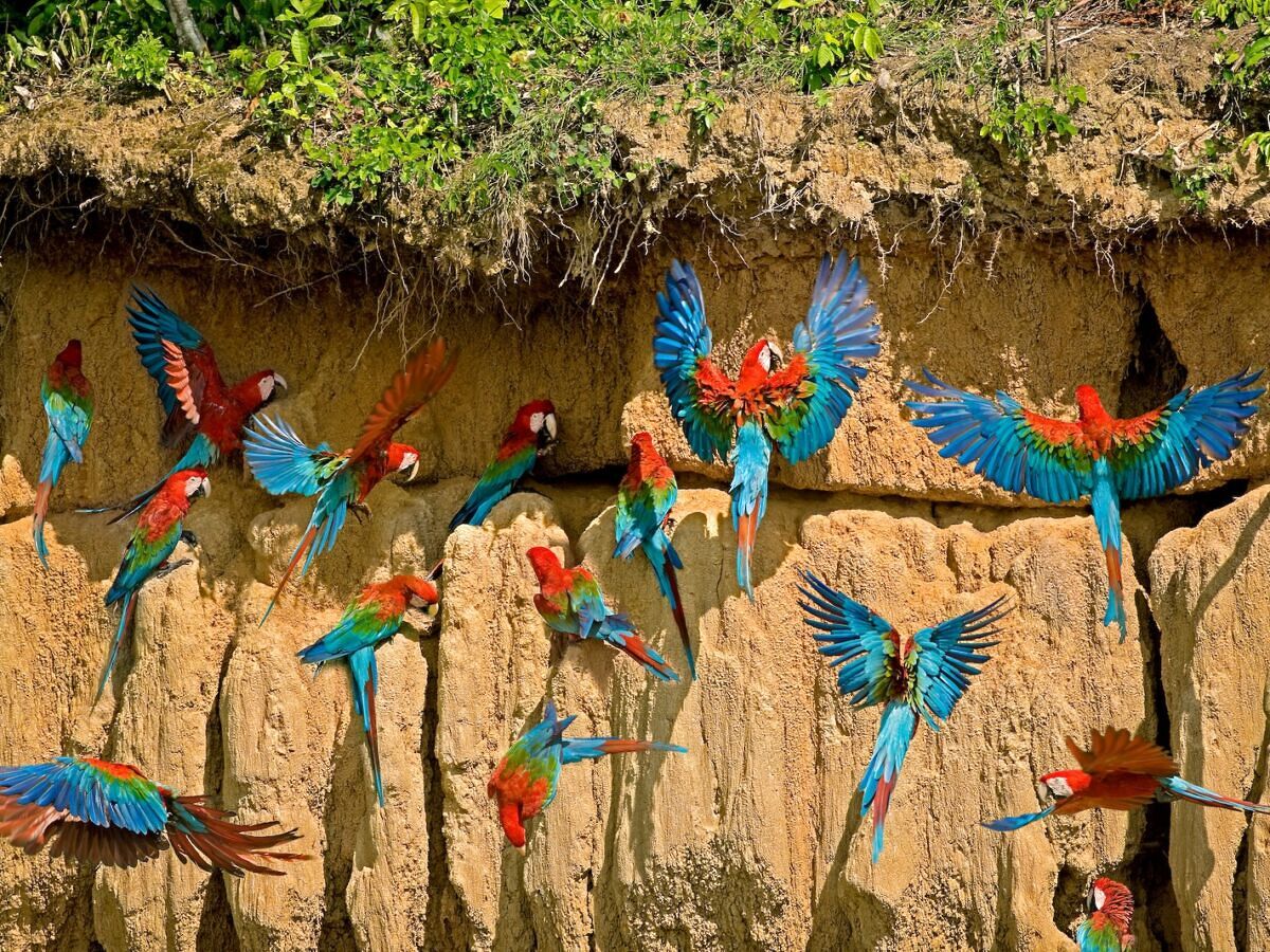 National Parks to Visit in 2026: Manú, Peru