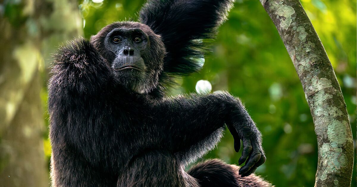 25 Unforgettable Places to Go in 2026: Nyungwe National Park, Rwanda