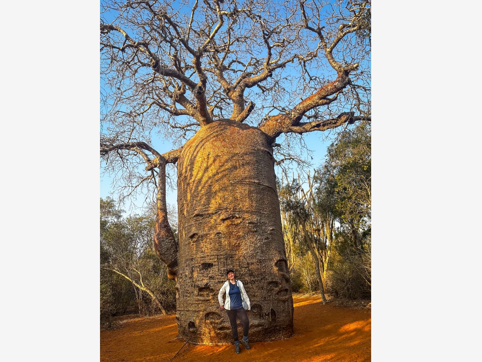 avenue of the baobabs - author and tree