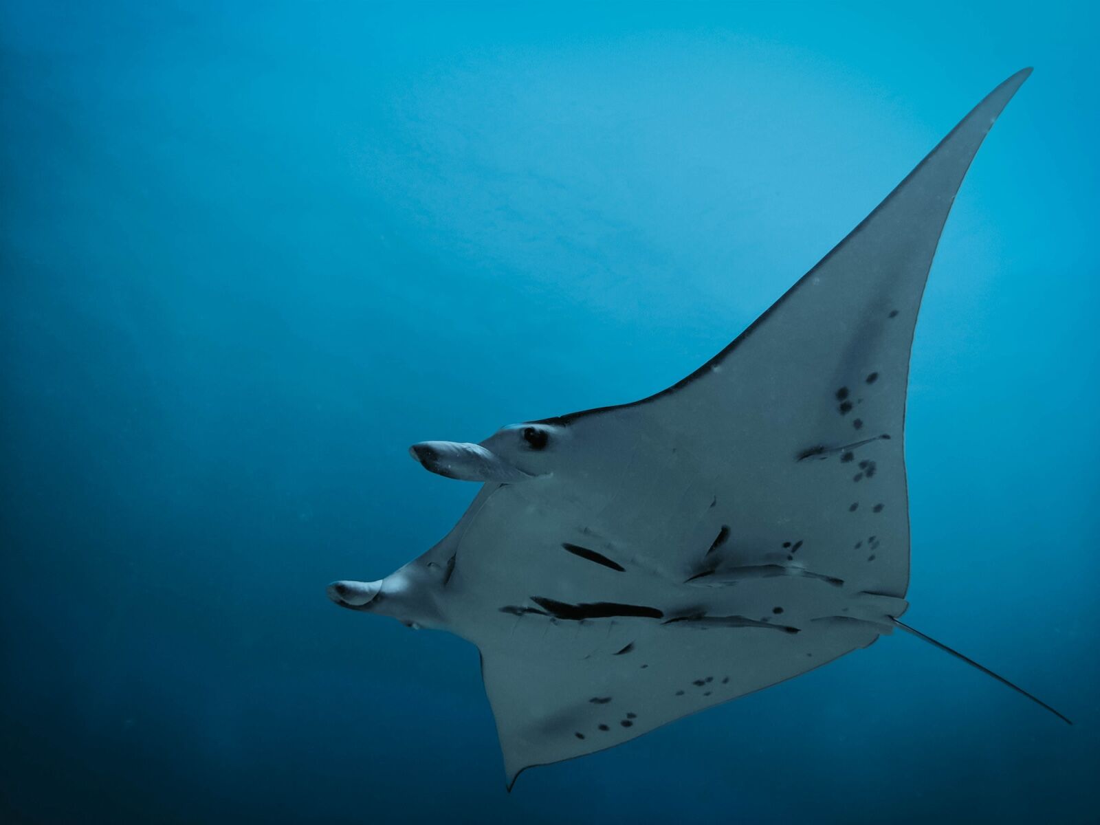 manta ray in pacific ocean