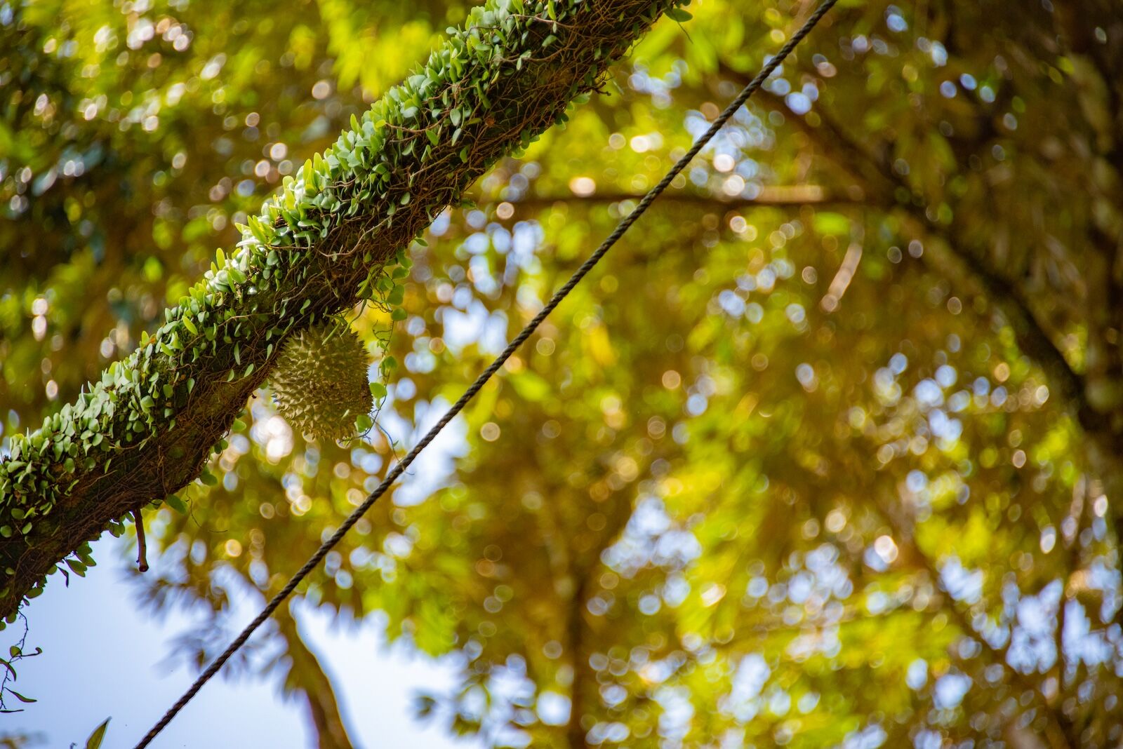 durian on a tree in malaysia shot by Ian Poh Jin Tze