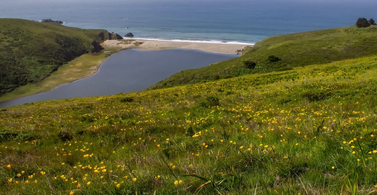 estero american - new california preserve  flowers