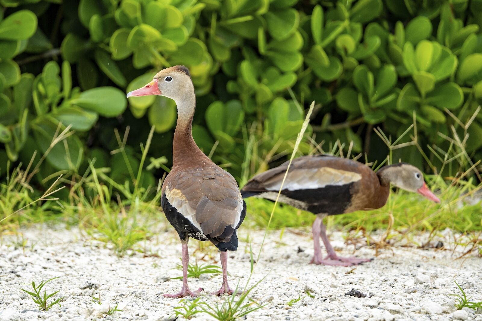 Black-bellied Whistling-Duck on msc private island