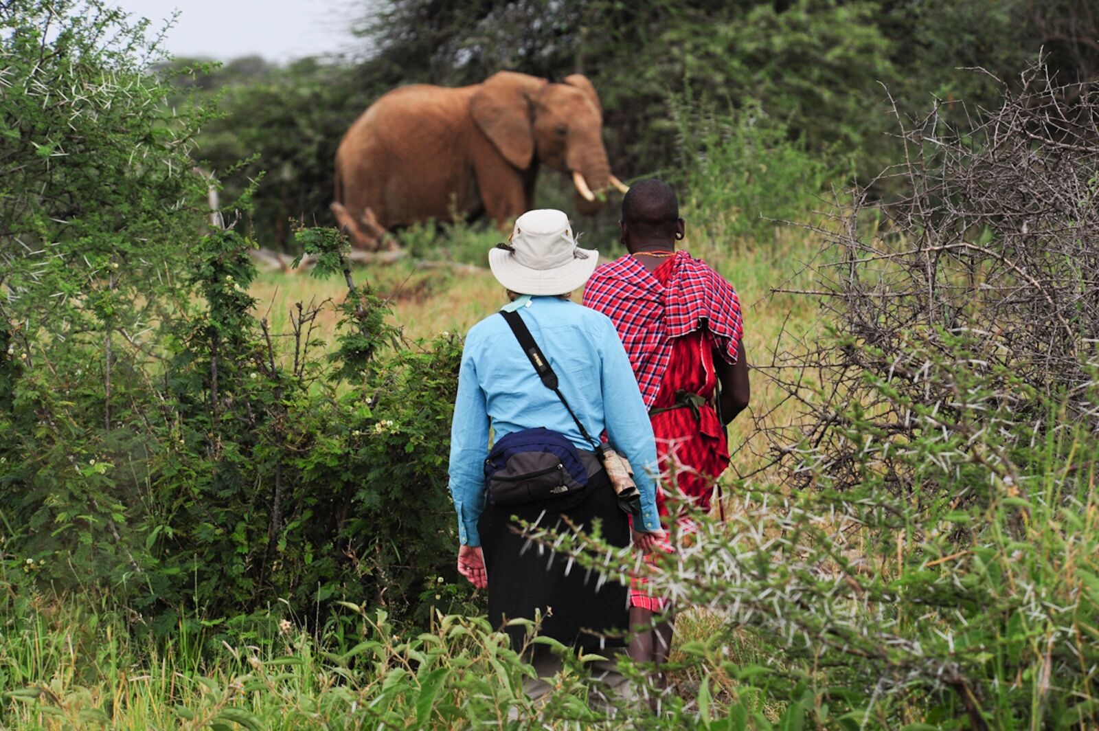 dream vacations - walking safari through southern africa