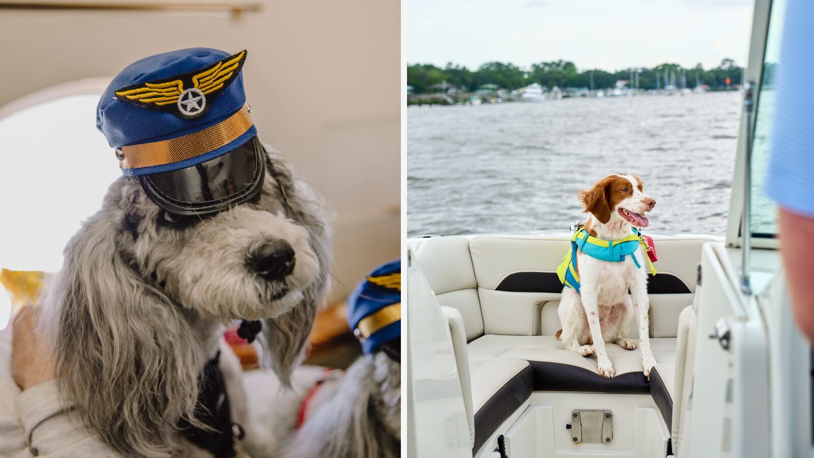 Dogs traveling and YOLOing super hard