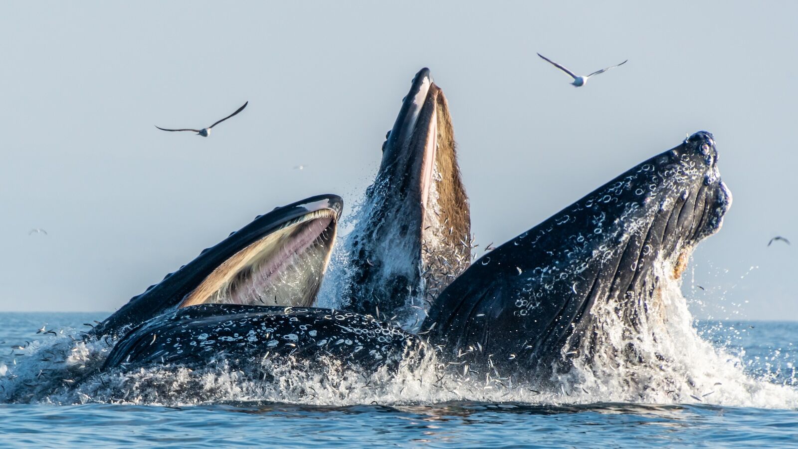 new california reserve - estero americano whales offshore