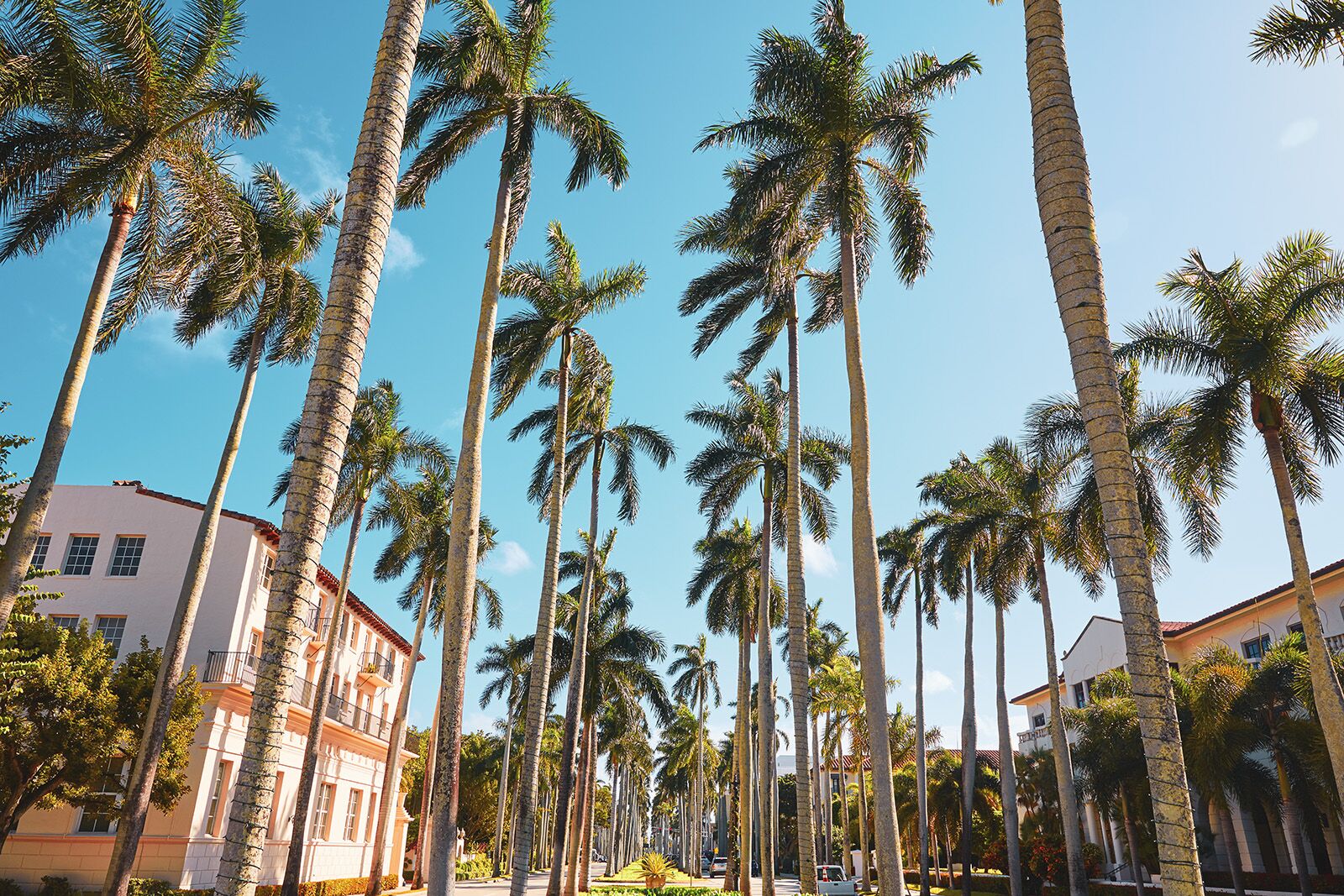 things to do in the palm beaches