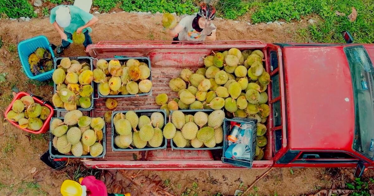 Dodging the “King of Fruits”: Inside the Dangerous Durian Plantations of Raub, Malaysia