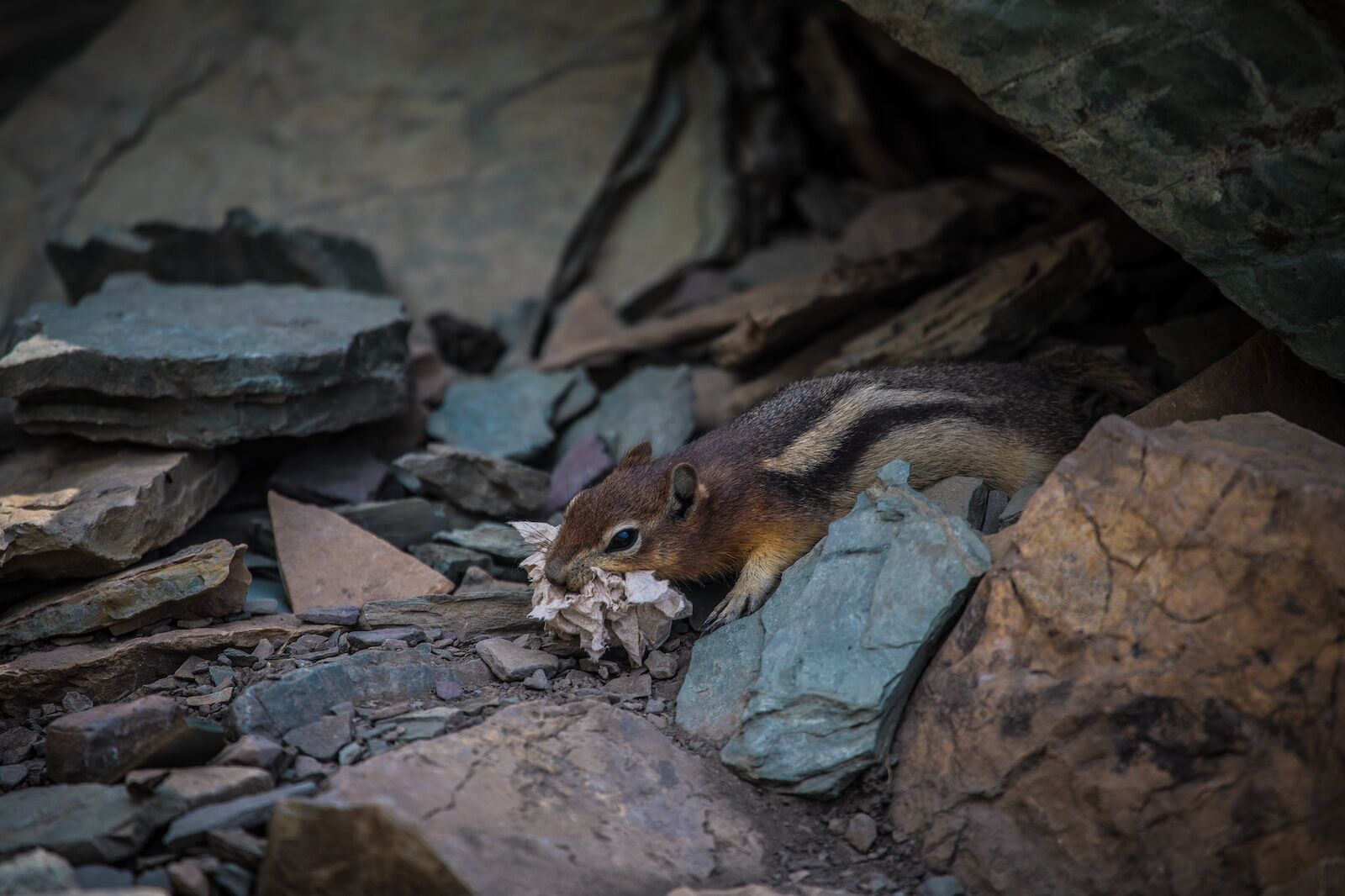 reservations at national parks - squirrel eatig trash