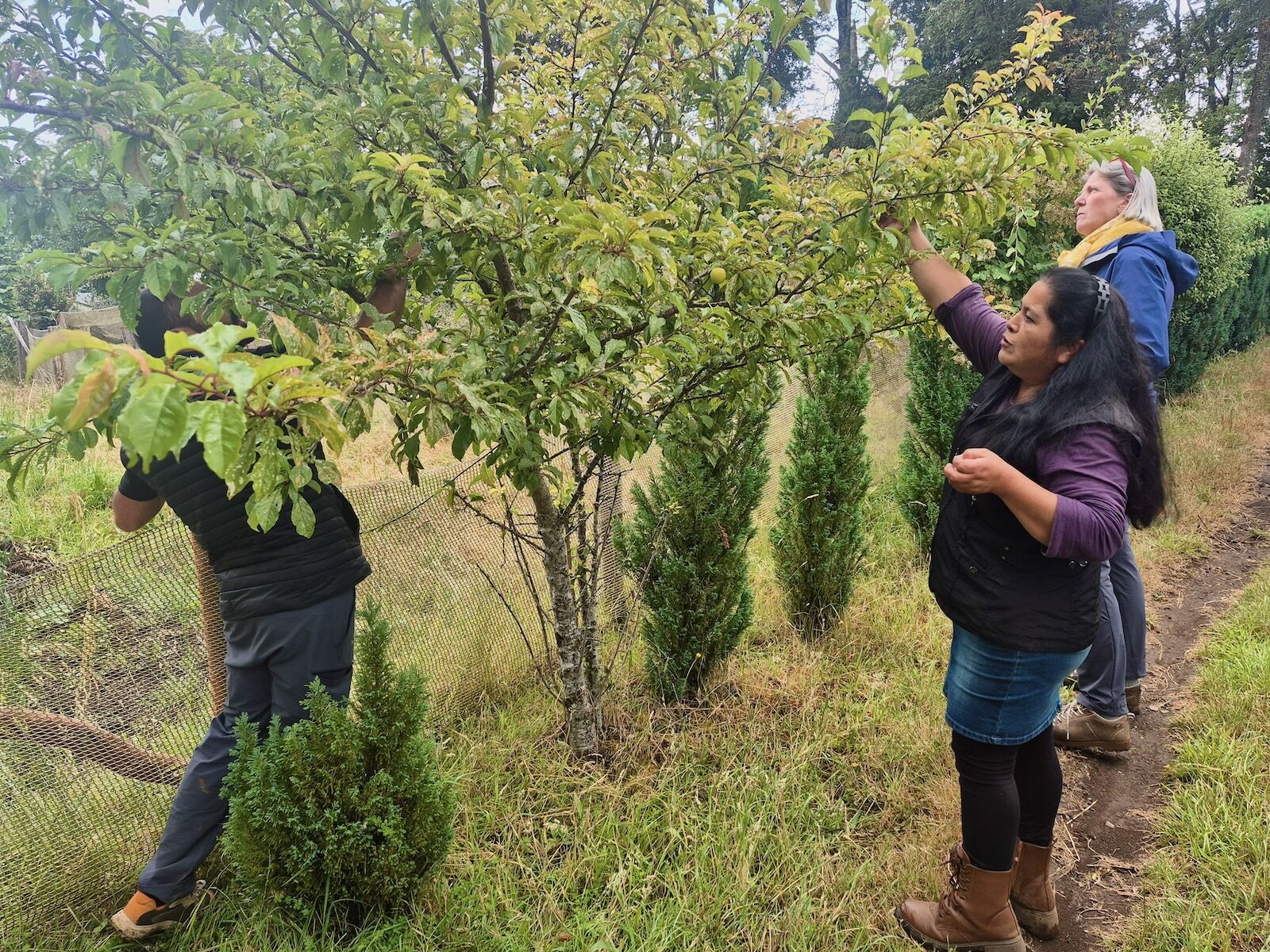 Sandra Naim&aacute;n picking fruit