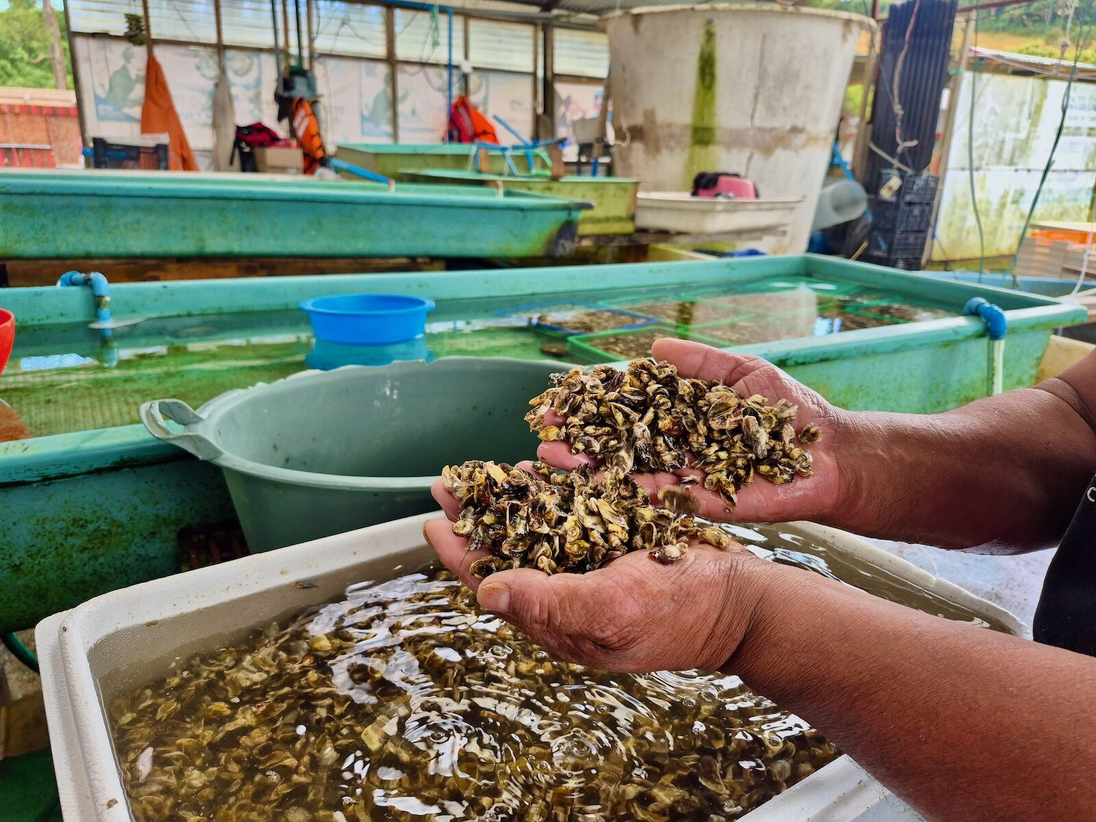 shellfish at Justo Garcia's farm