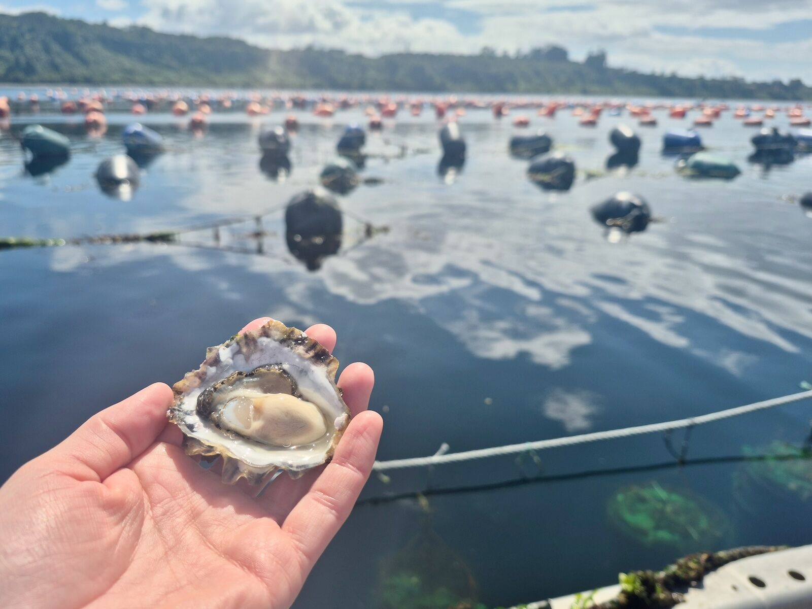 hand holding oyster at oyster farm