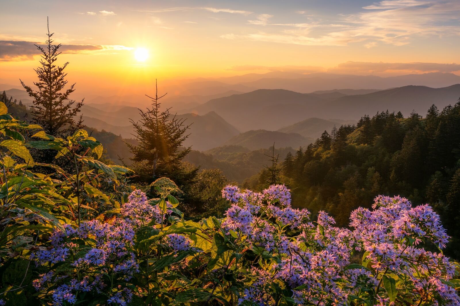 best national parks to visit in spring -wildflowers in smokies