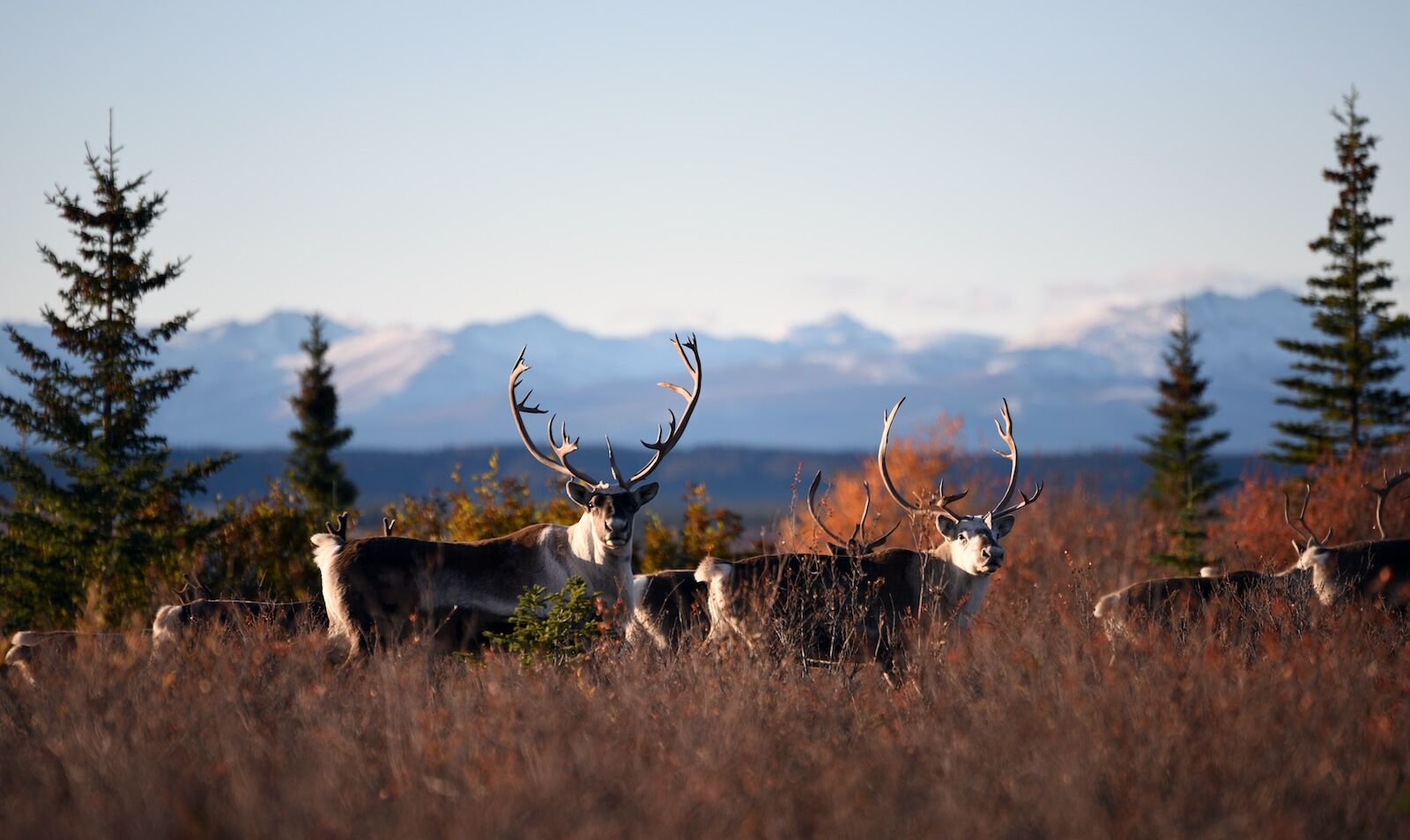 caribou in gates of the arctic np