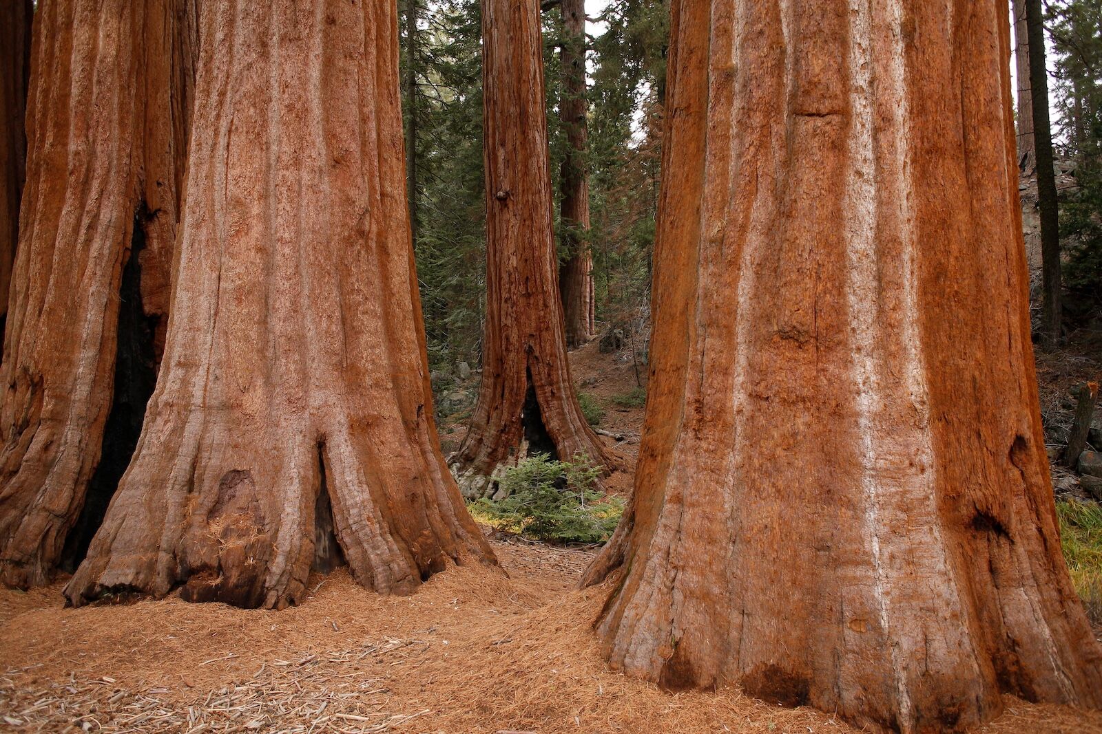 national park visitation records - sequoia