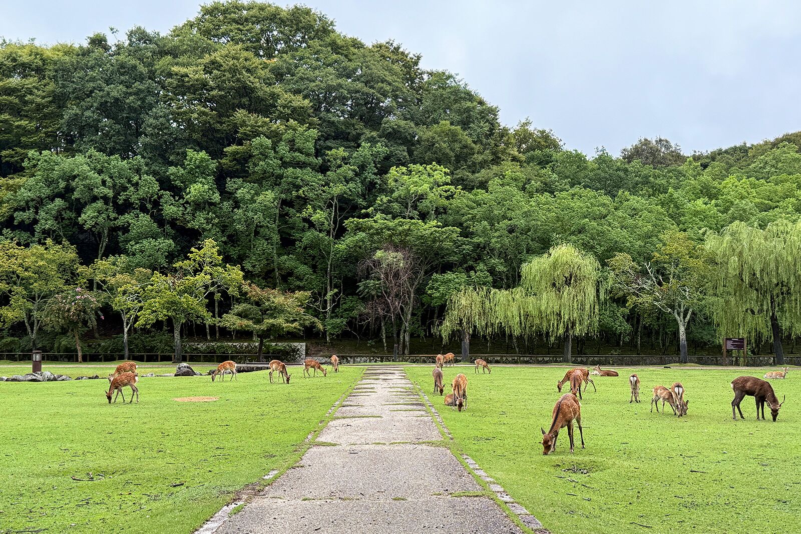 Walking the Kumano Kodo Trail