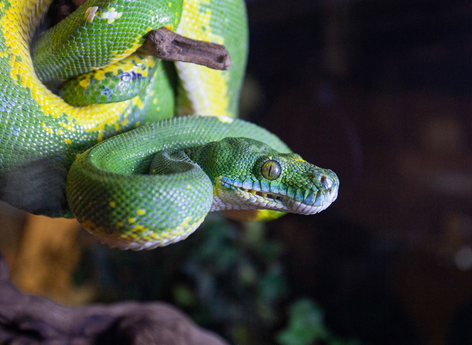 best museums on route 66 - new mexico rattlesnake museum