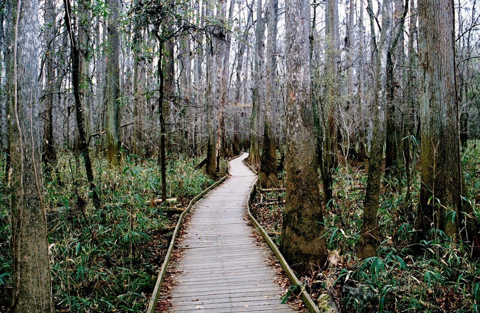 congaree nps boardwalk