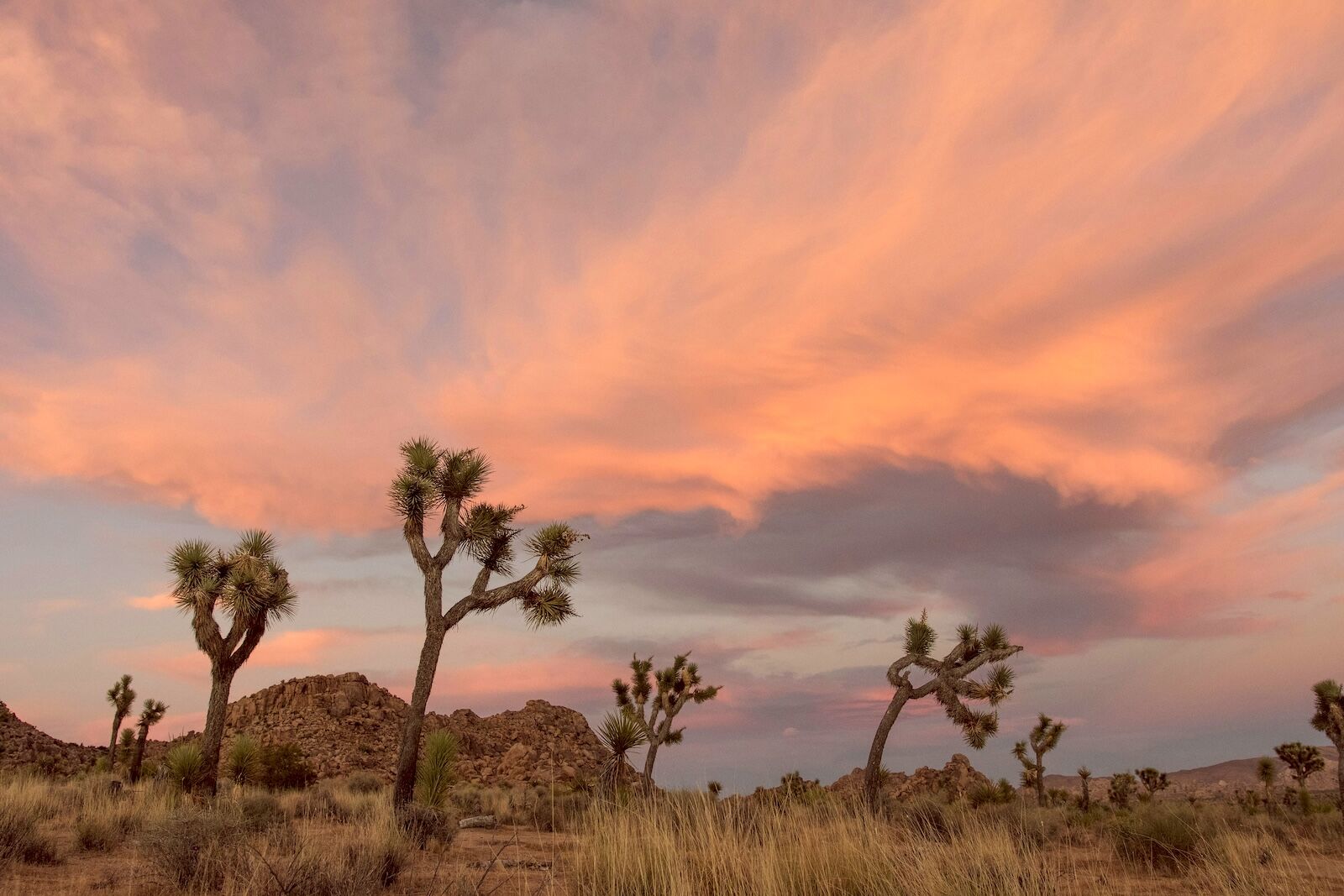 joshua tree national park - route 66 roadtrip detour 
