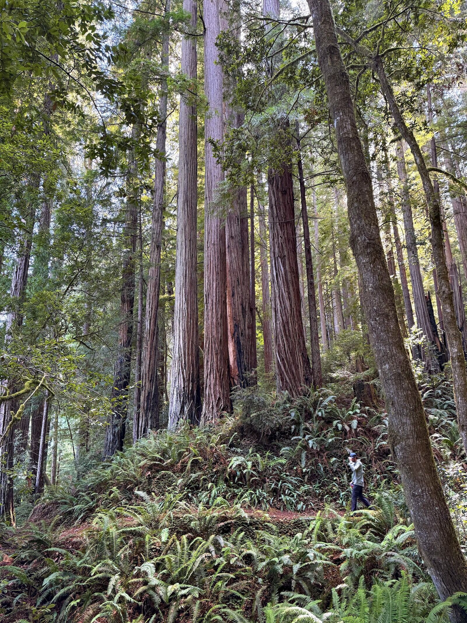 Person hiking on redwood trail in california