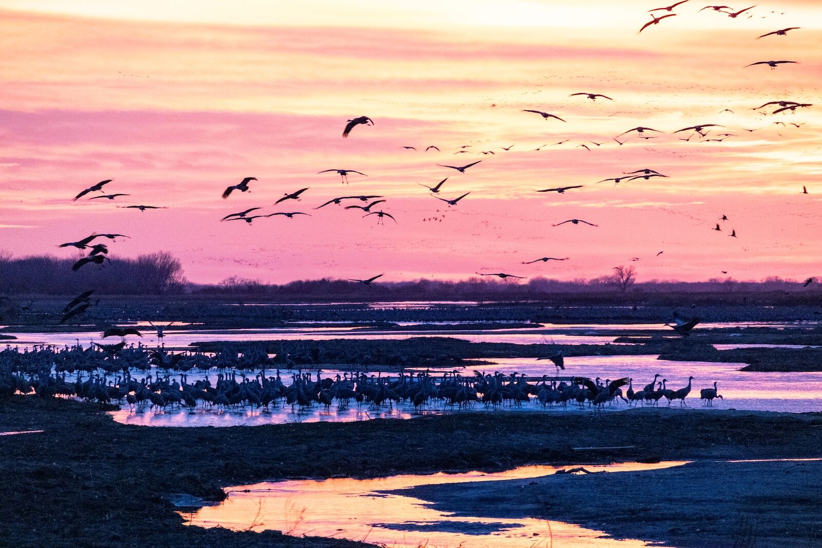 nebraska sandhill crane migration and sunrise