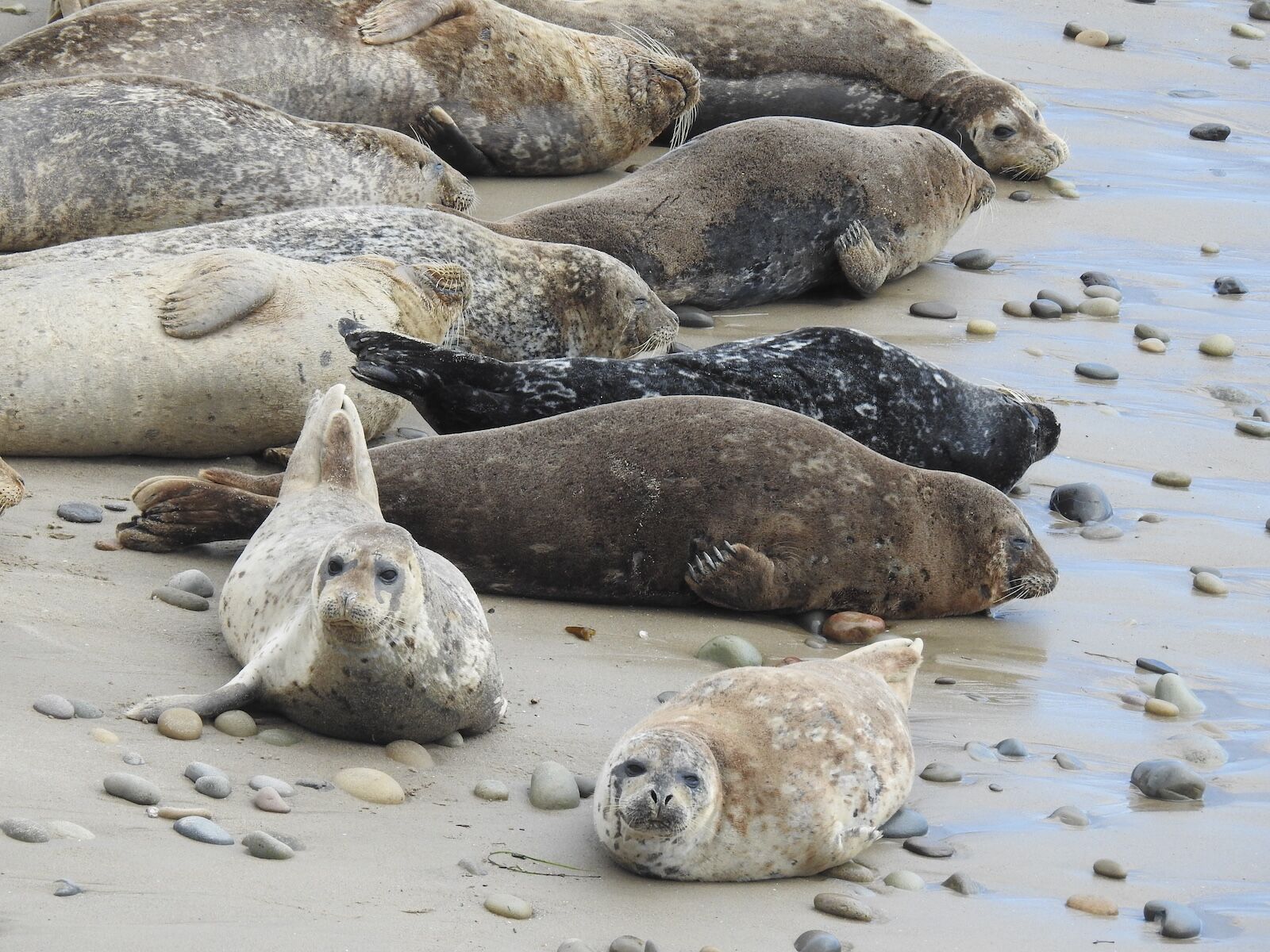 seals in Carpinteria outside santa barbara