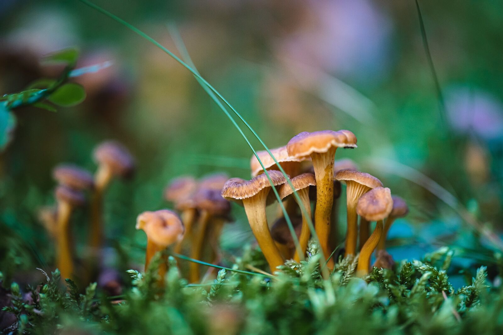 turku finland mushrooms in the forest 