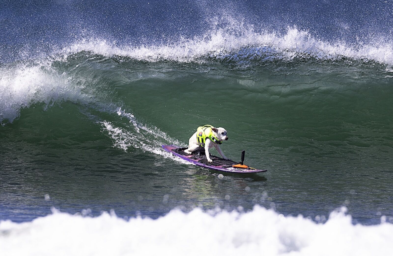 sugar the dog surfing in huntington beach