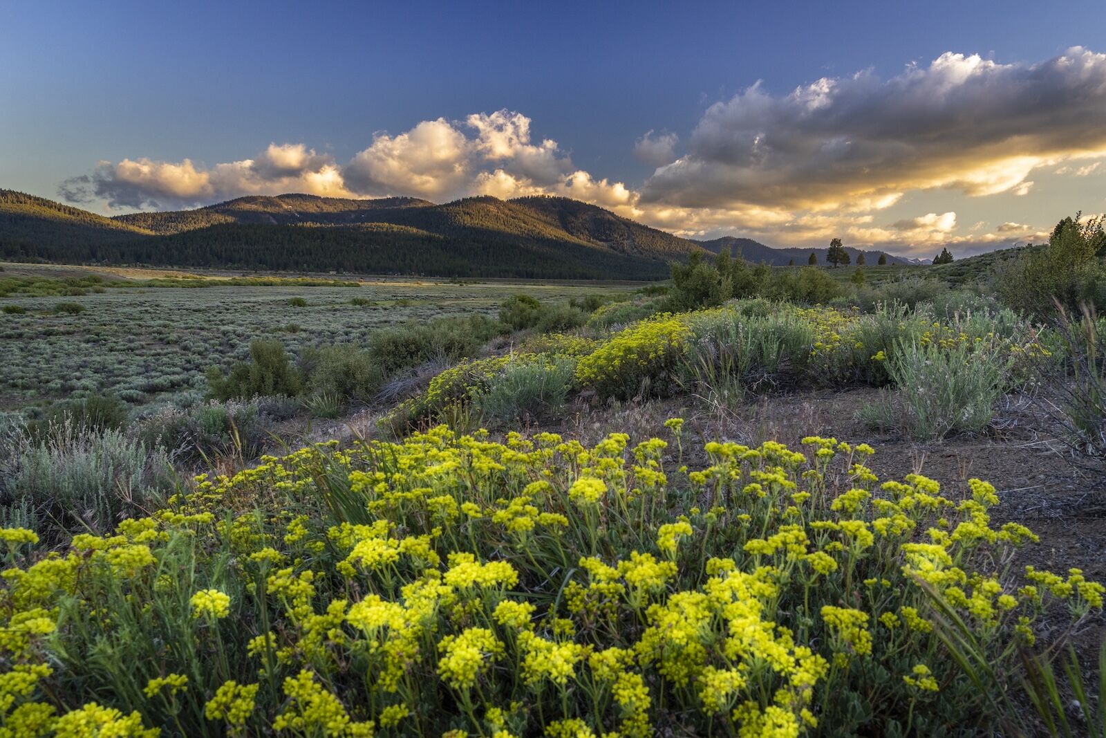 lake tahoe summer trip - martis valley floers