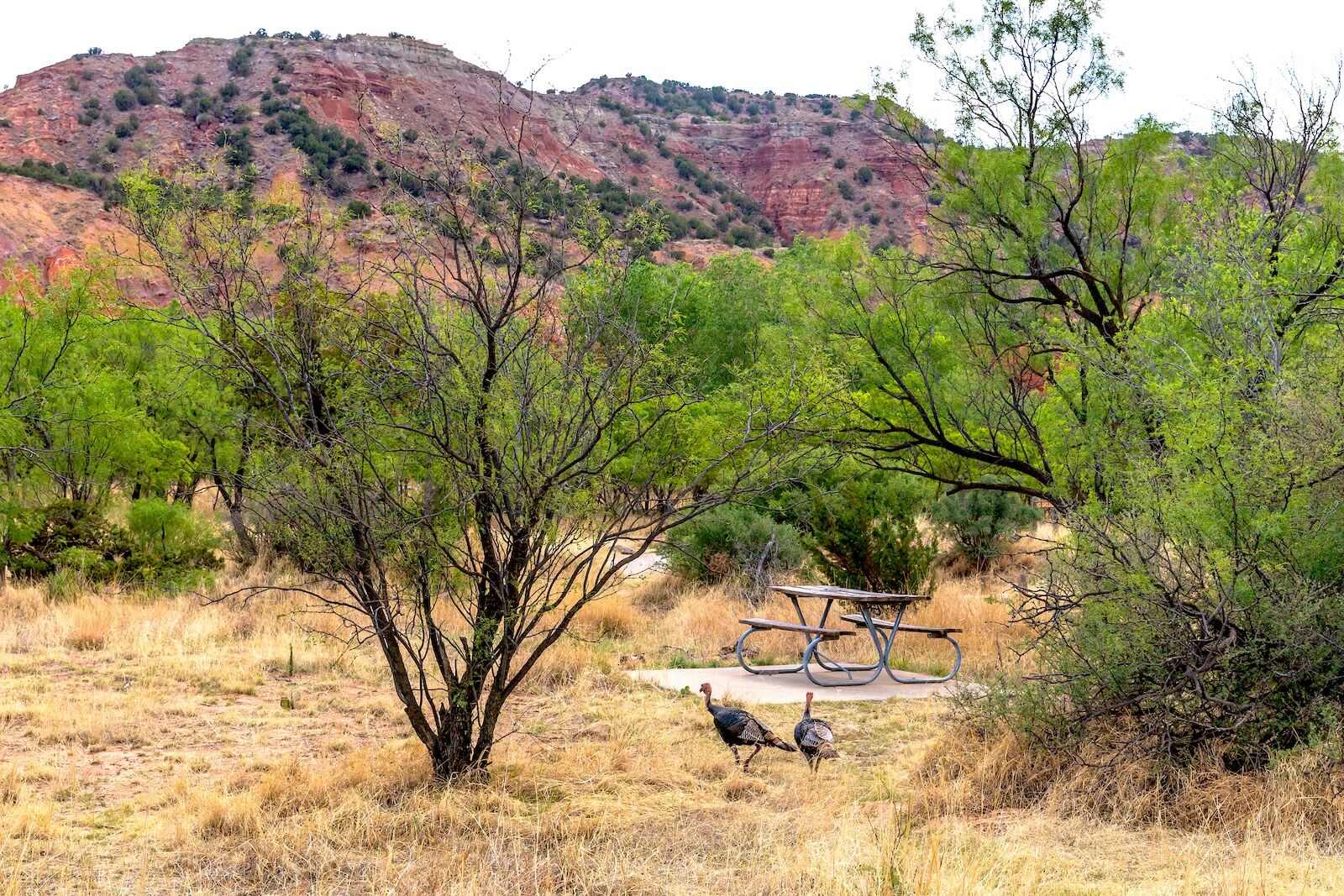 palo duro state park texas