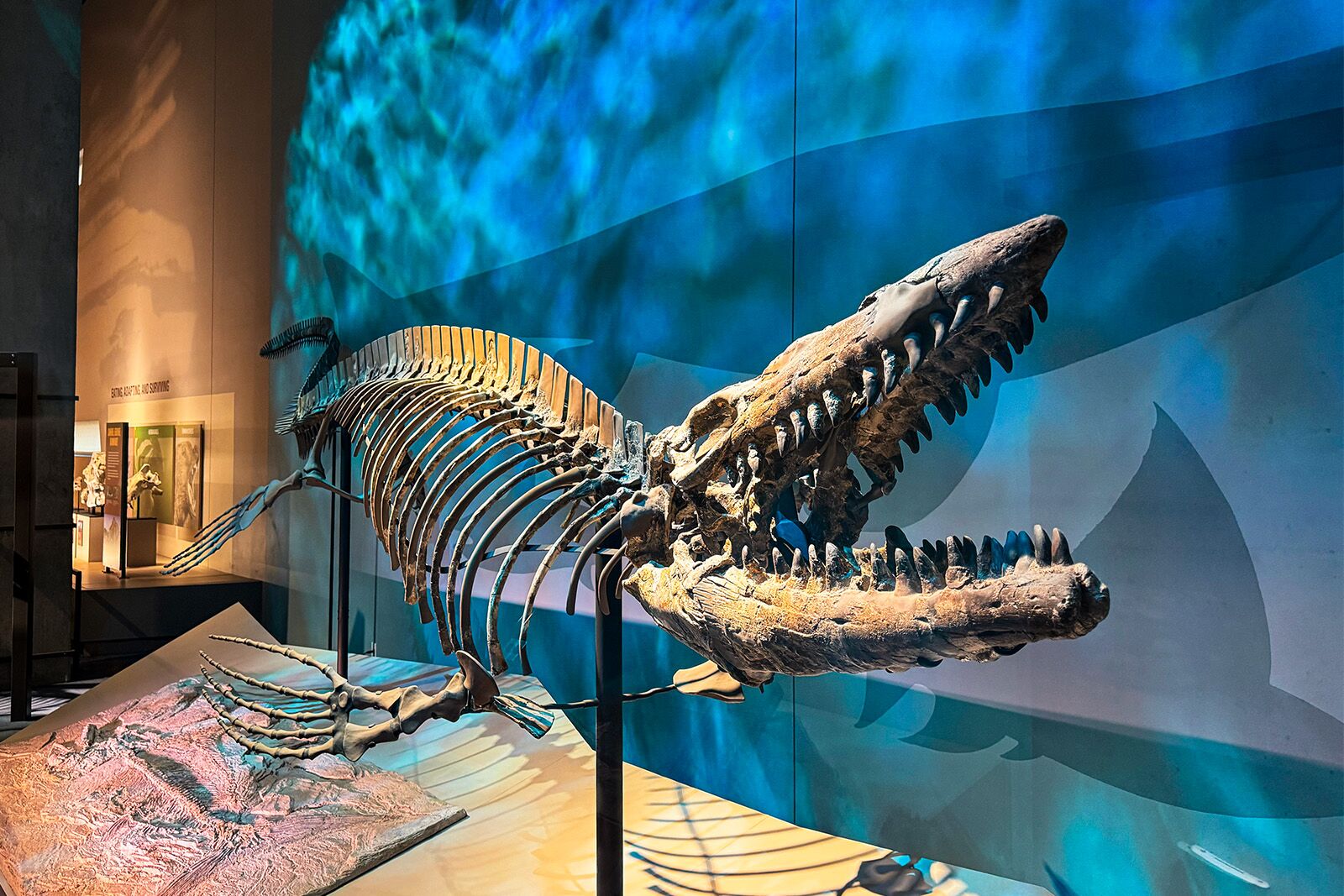 what to do in Dallas World Cup