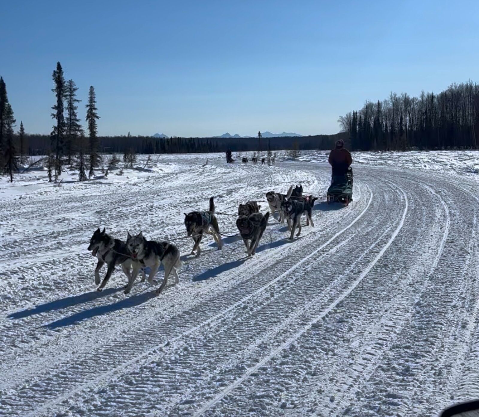 sled dogs in alaska