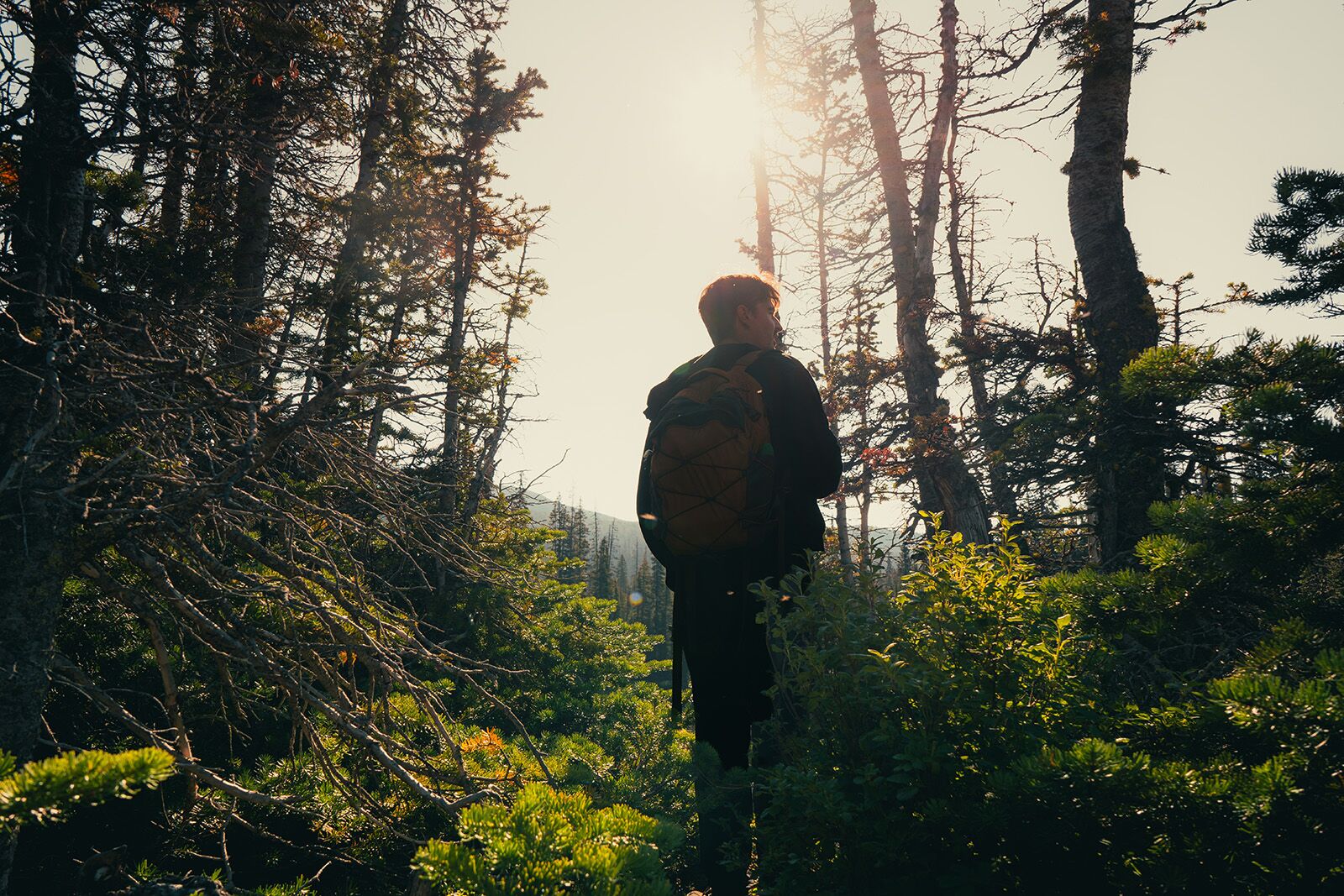 Sylva North Carolina forest bathing