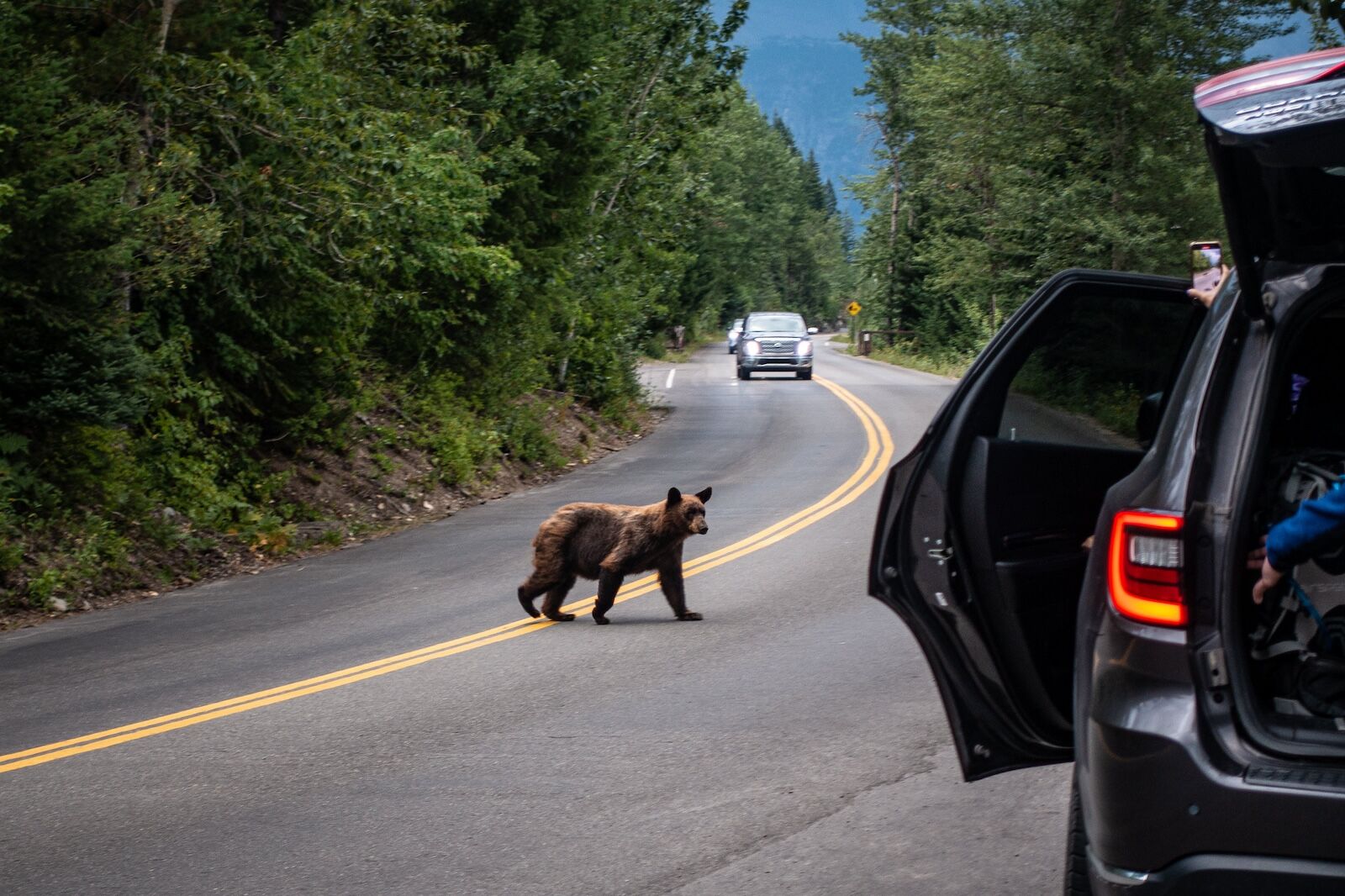 bear on going to the sun road