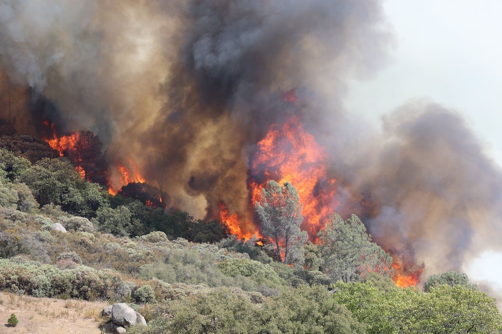 lake tahoe glyphosate - calfor fire
