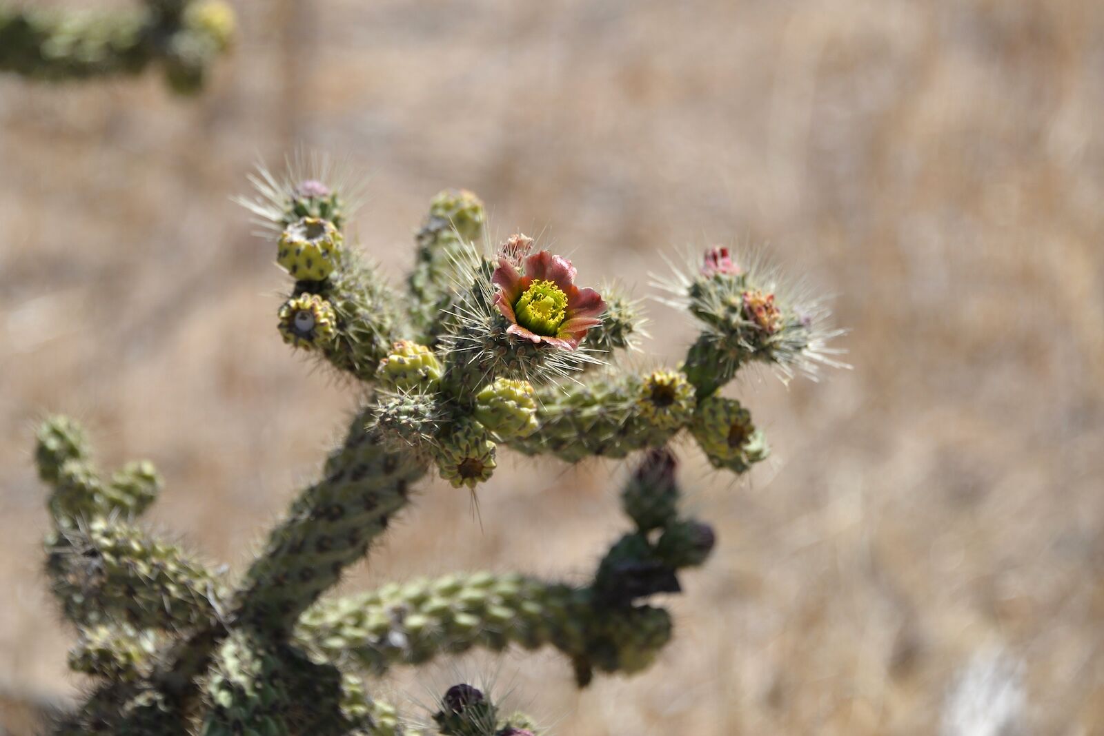 cholla cactus in baja california