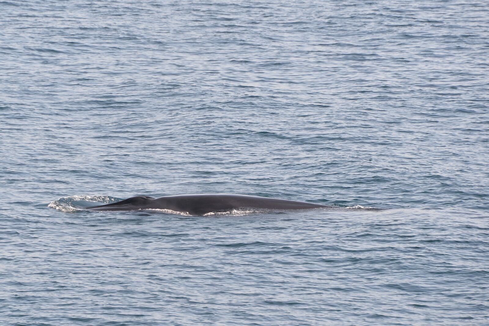 fin whale under the surface in Baja california