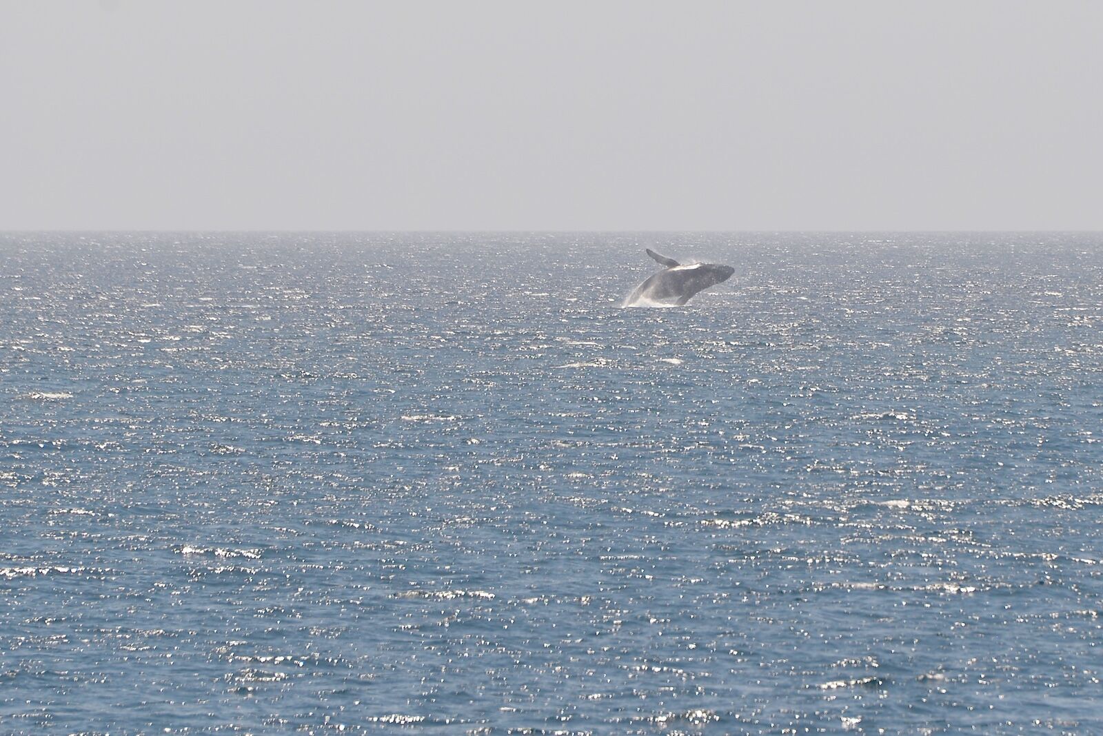 humpback whale on a cruise off the coast of Baja california