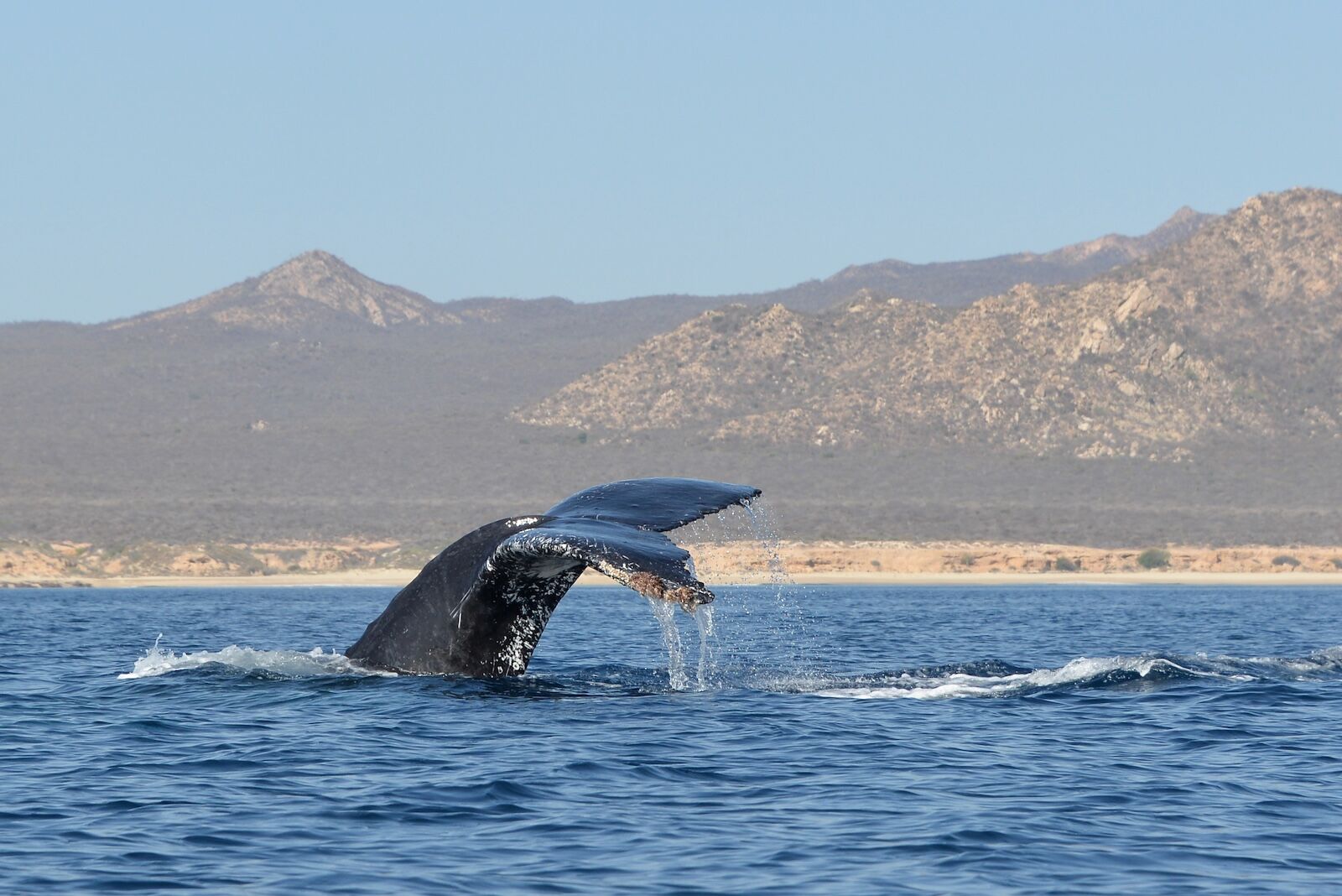 humpback whale fluke tail off the coast of Baja California on a cruise