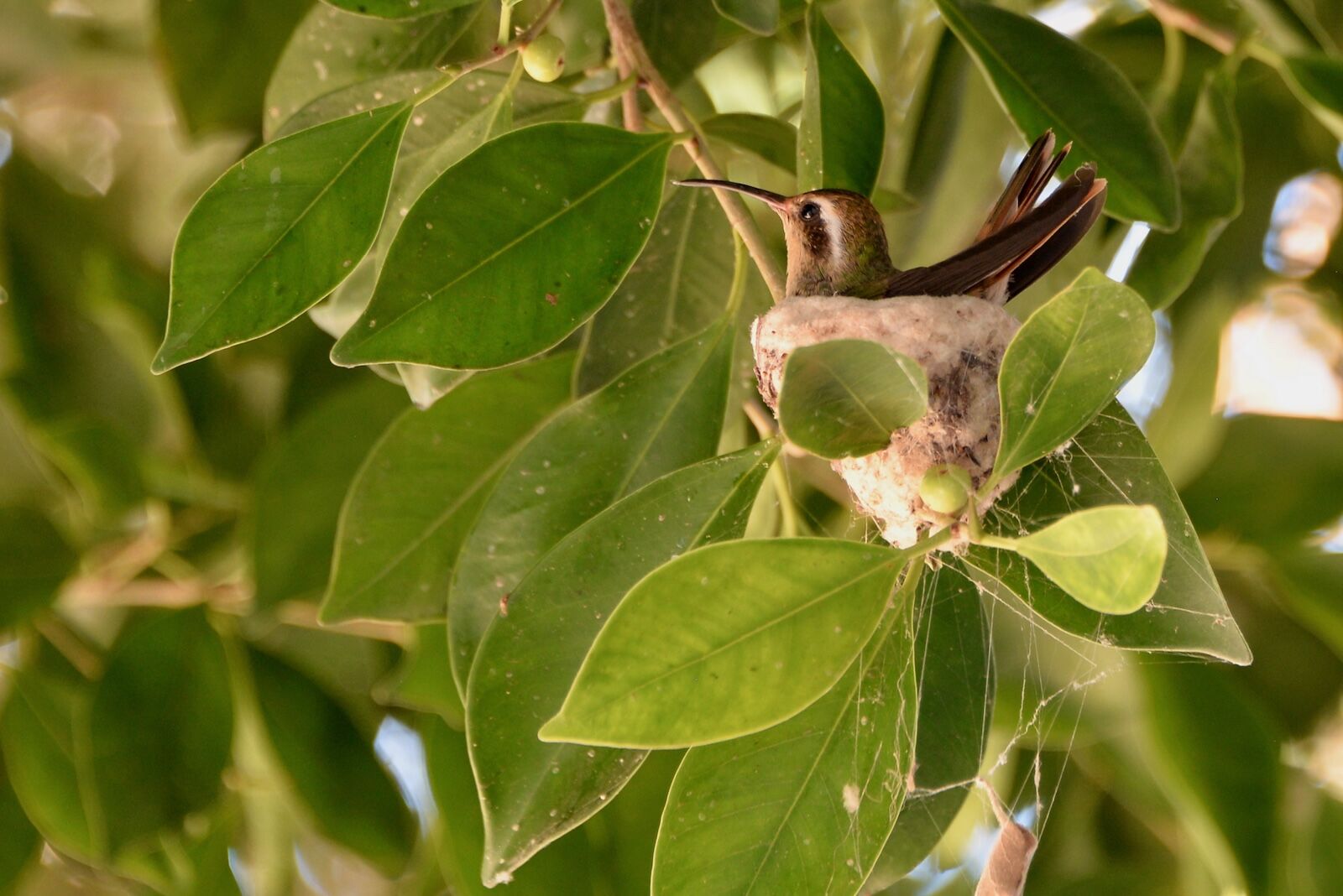 rare nopolo hummingbird in baja california