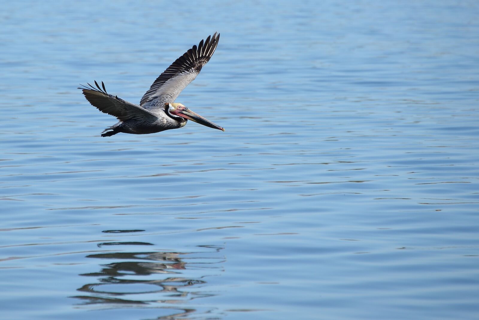 pelican flying in baja california
