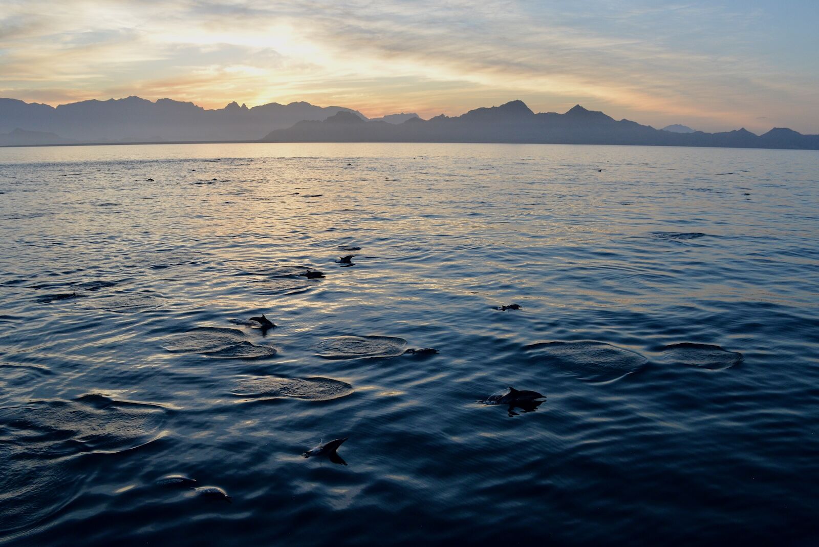 sunset with dolphin superpod off the coast of Baja california