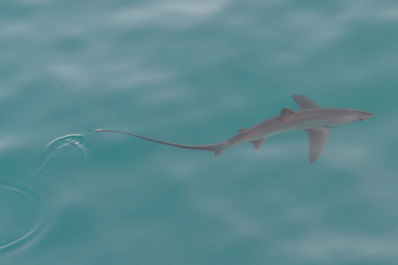 thresher shark off the coast of Baja california