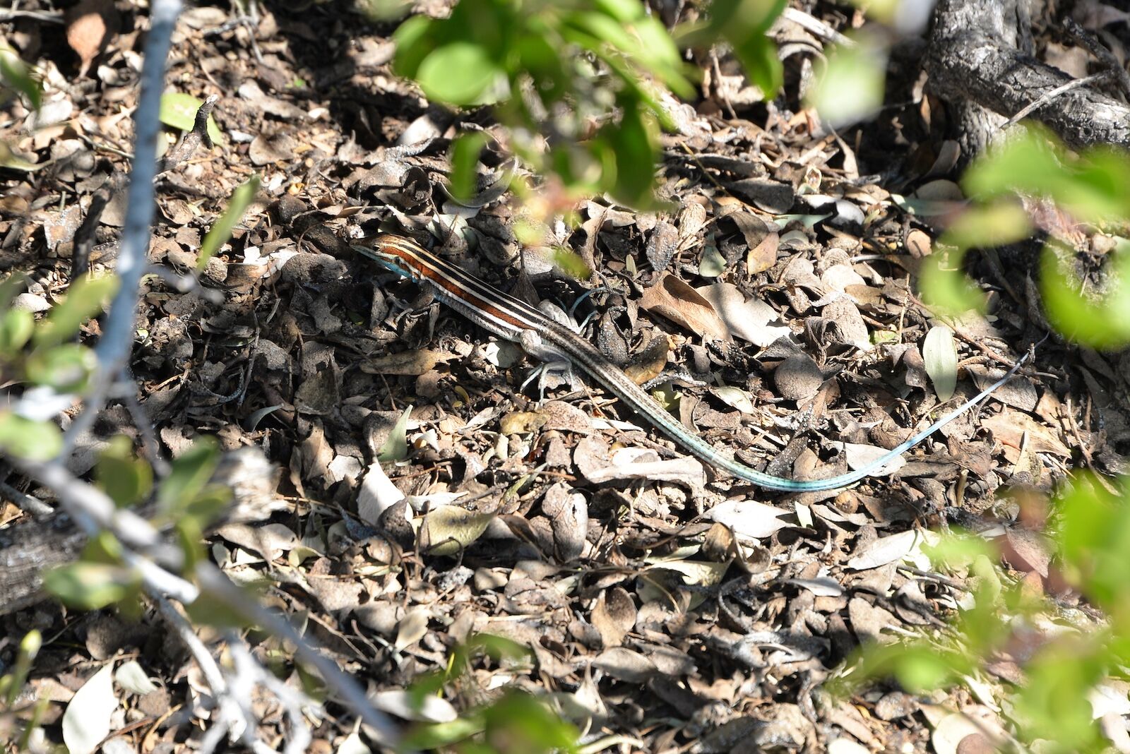 western skink in baja california