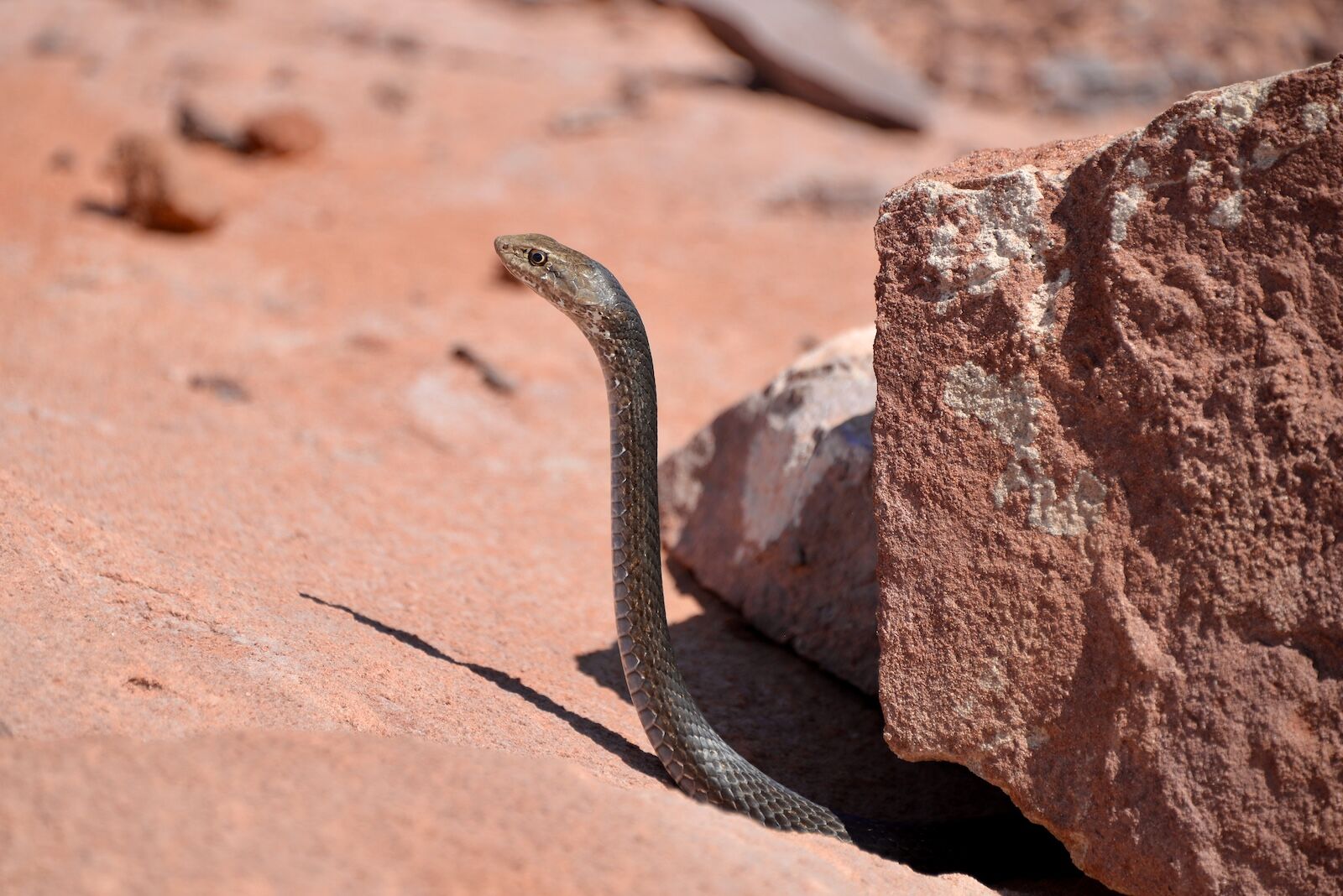 coachwhip snake in baja California mexico