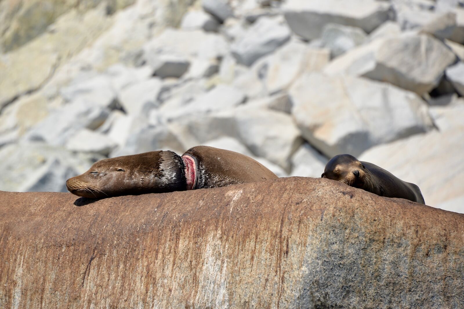 injured sea lion from fishing line in Baja california